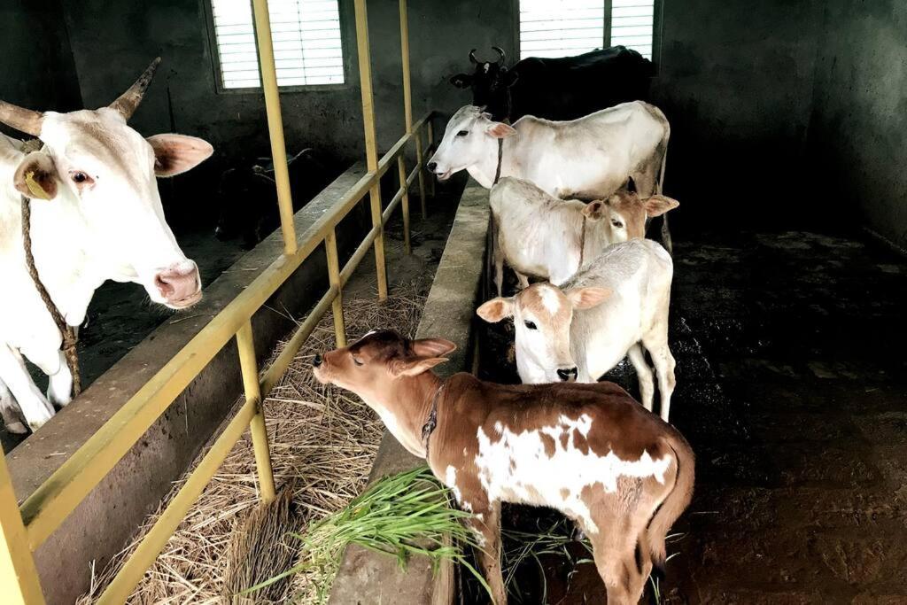 فيلا Mars Jungle Adventure Stud Farm With Private Jacuzzi Narsinge المظهر الخارجي الصورة