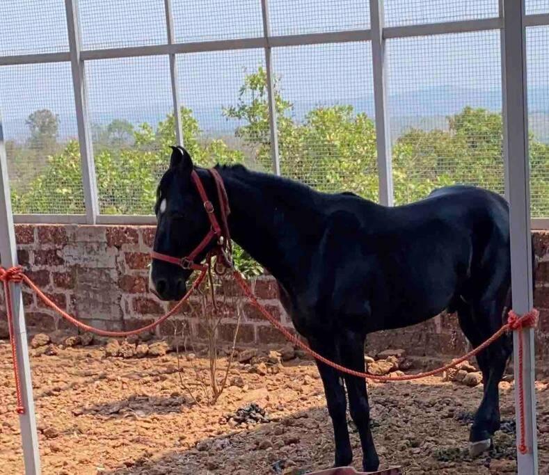 فيلا Mars Jungle Adventure Stud Farm With Private Jacuzzi Narsinge المظهر الخارجي الصورة
