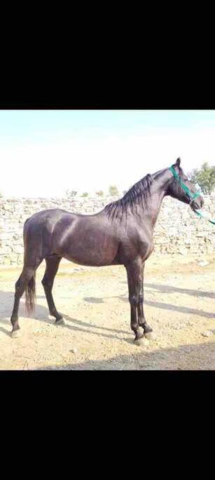 فيلا Mars Jungle Adventure Stud Farm With Private Jacuzzi Narsinge المظهر الخارجي الصورة